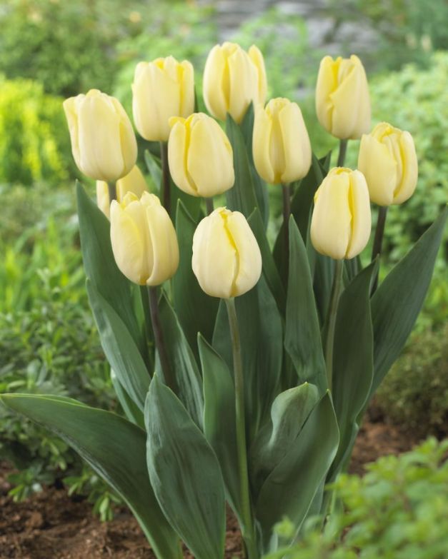 Tulpen Crème Flag